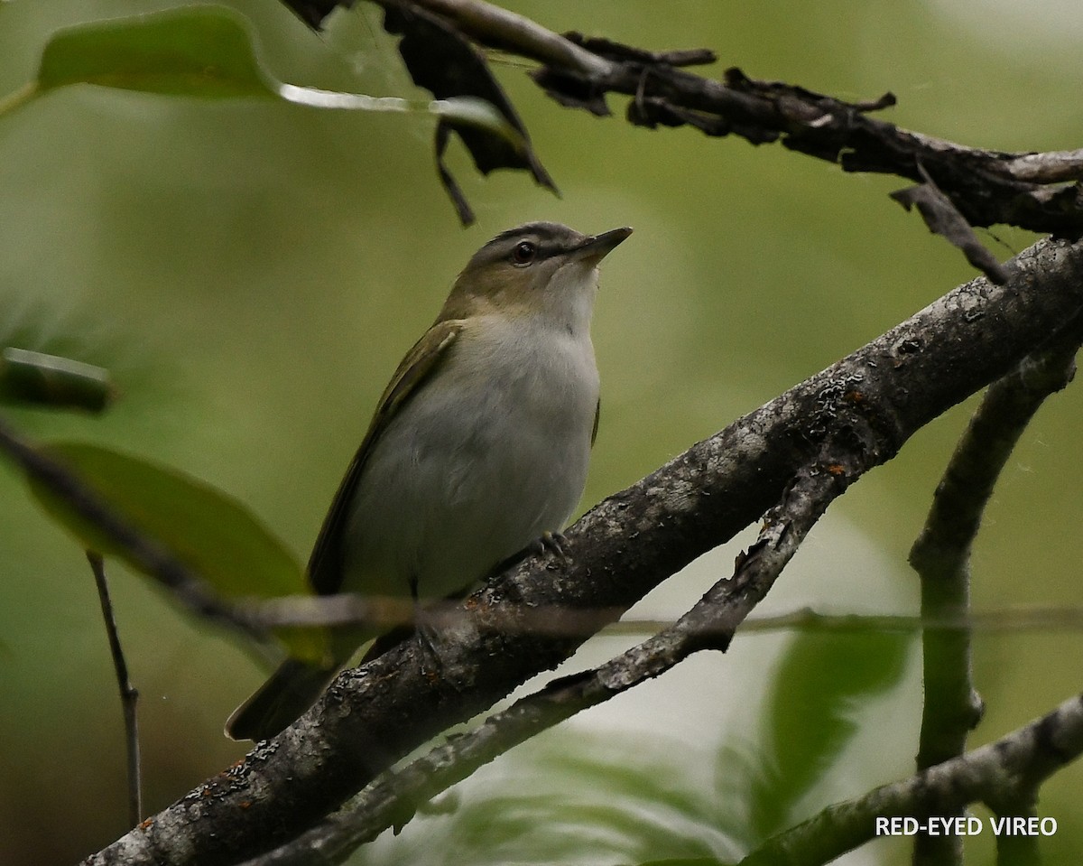 Red-eyed Vireo - ML587813241