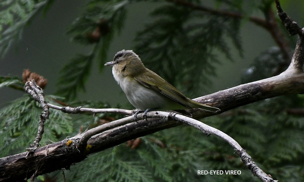 Red-eyed Vireo - Wayne Diakow