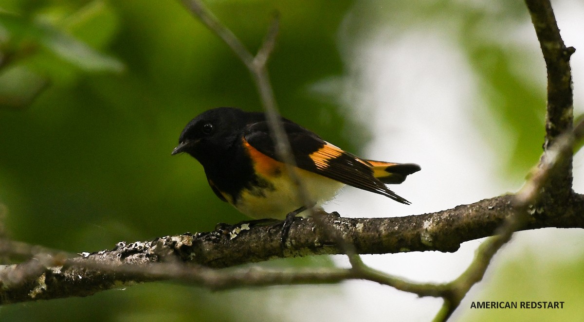 American Redstart - ML587813471