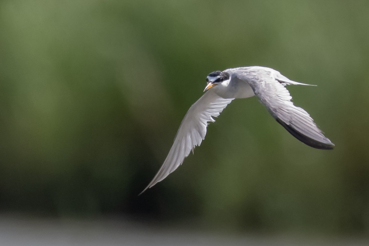 Least Tern - ML587813681