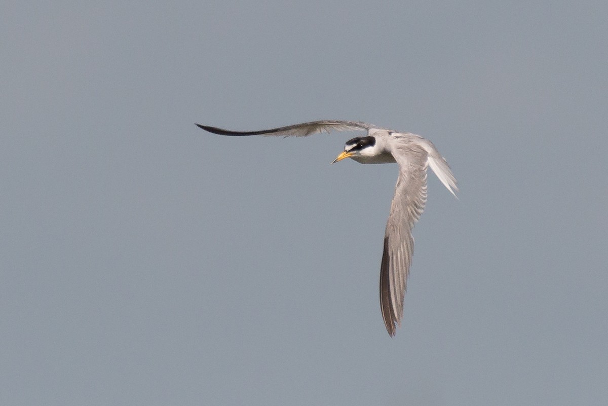 Least Tern - ML587813731