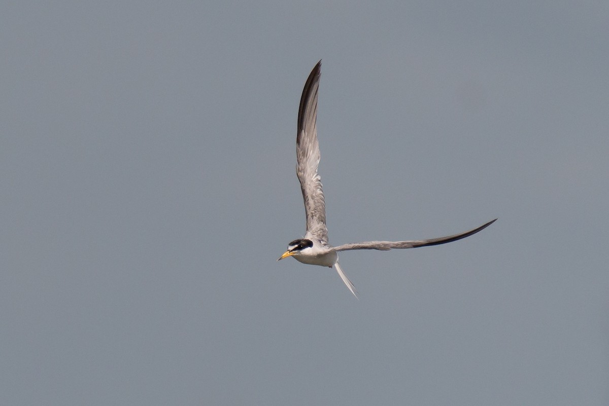 Least Tern - ML587813771