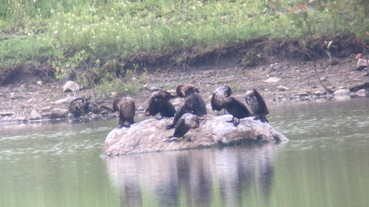 Cormoran à aigrettes - ML587814611