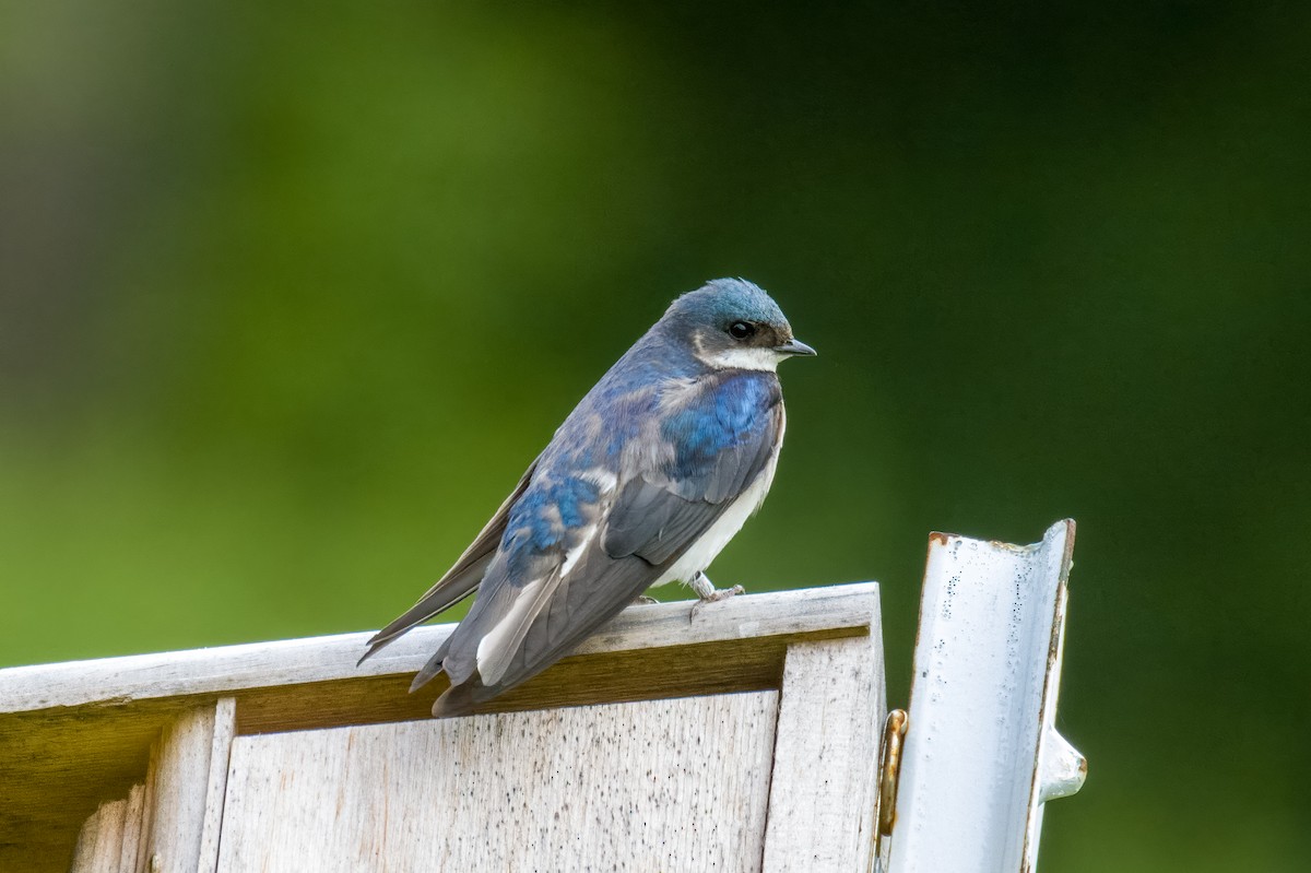 Tree Swallow - Jesse Westgate