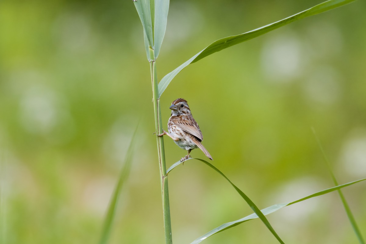 Song Sparrow - ML587815091