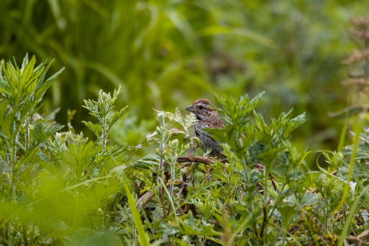 Song Sparrow - ML587815141