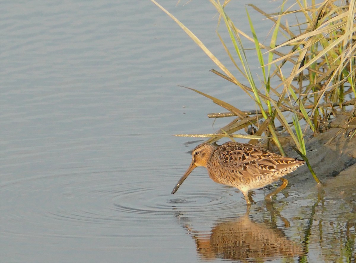 Short-billed Dowitcher - Jacques Ibarzabal