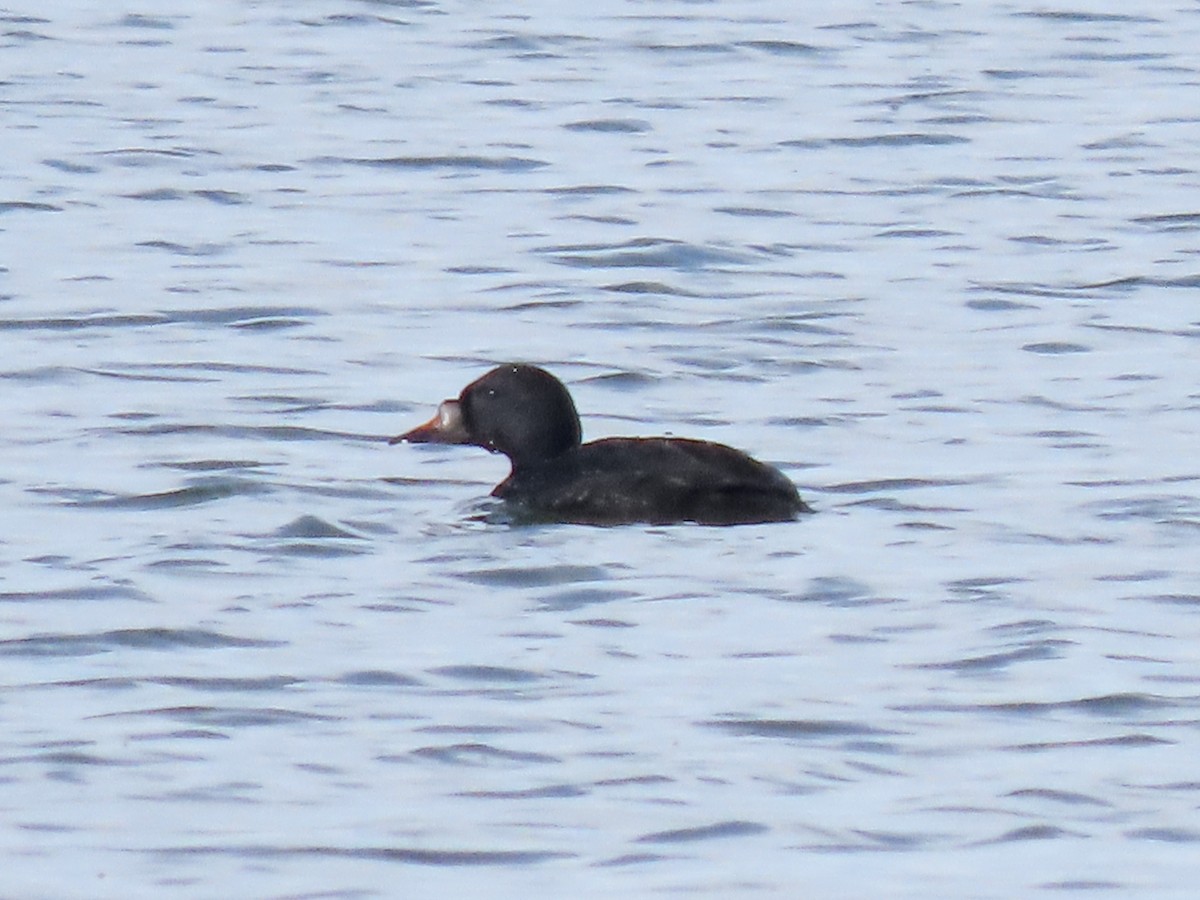 Common Scoter - ML587816381