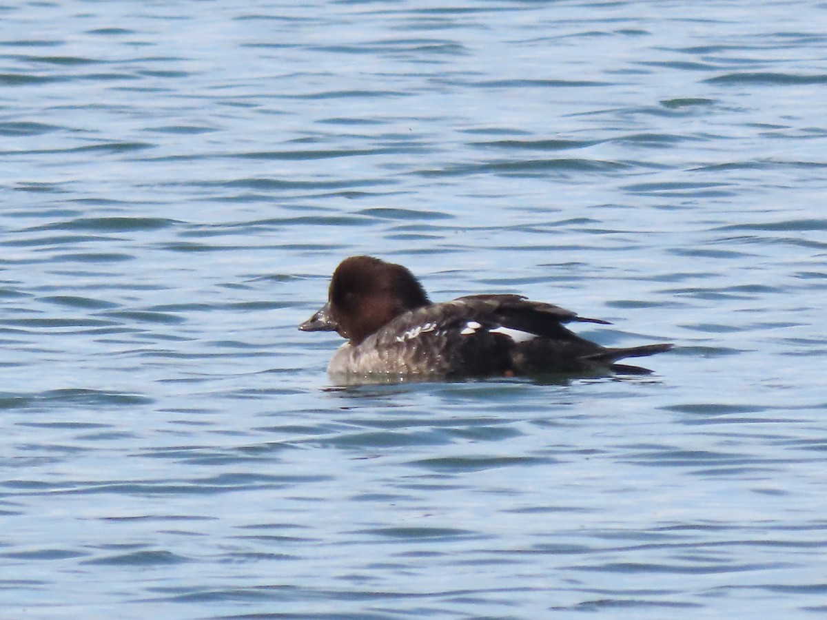 Barrow's Goldeneye - ML587816471