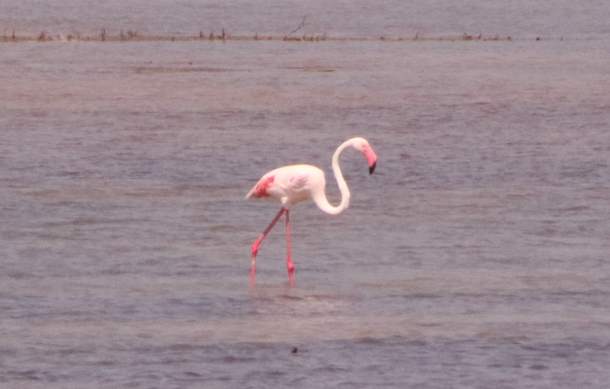 Greater Flamingo - ML587816551