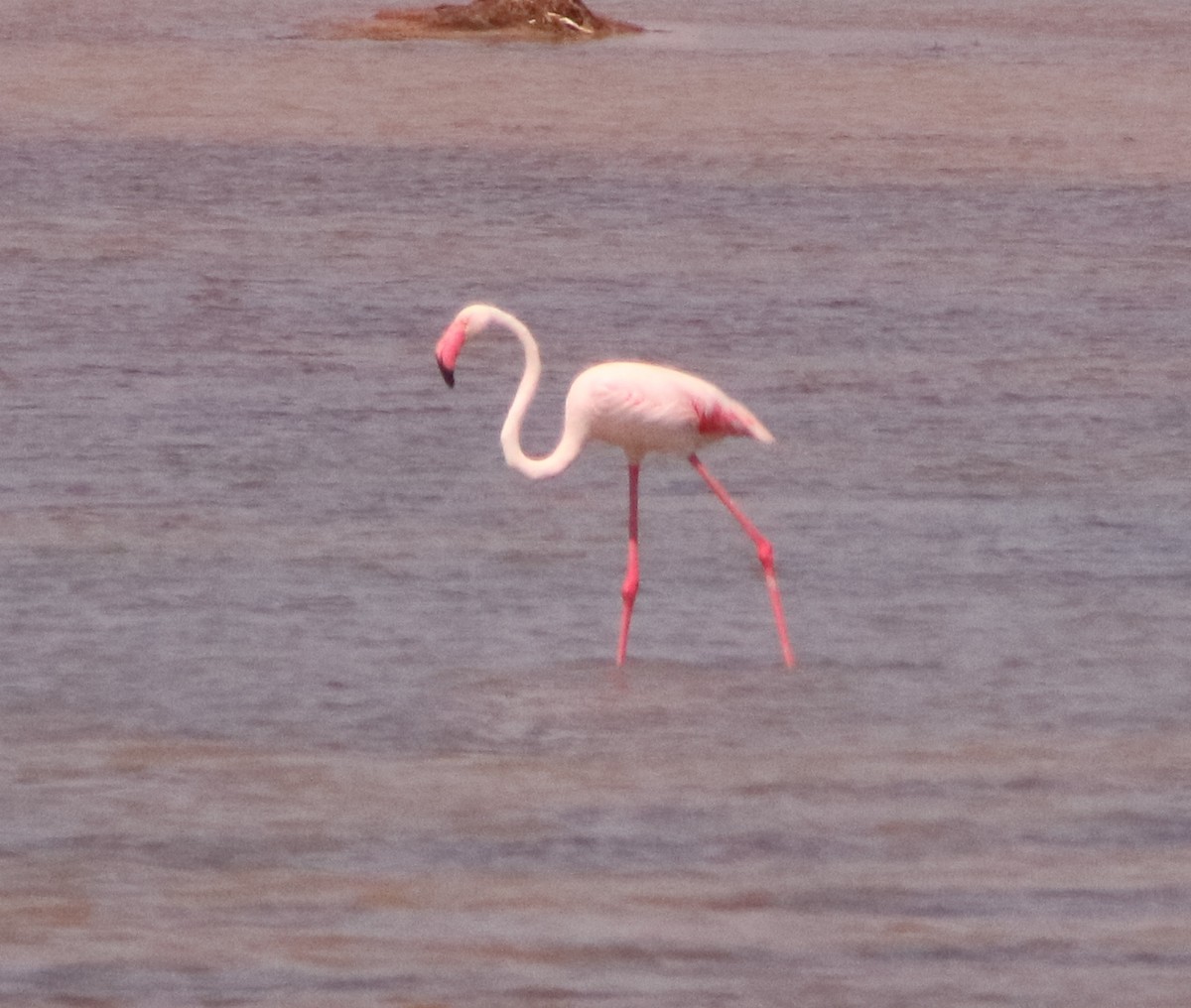 Greater Flamingo - ML587816561