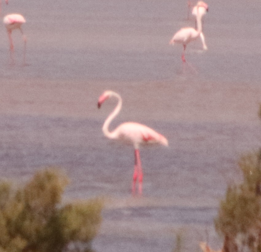 Greater Flamingo - ML587816571