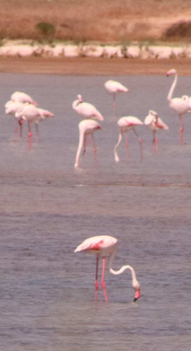 Greater Flamingo - ML587816581