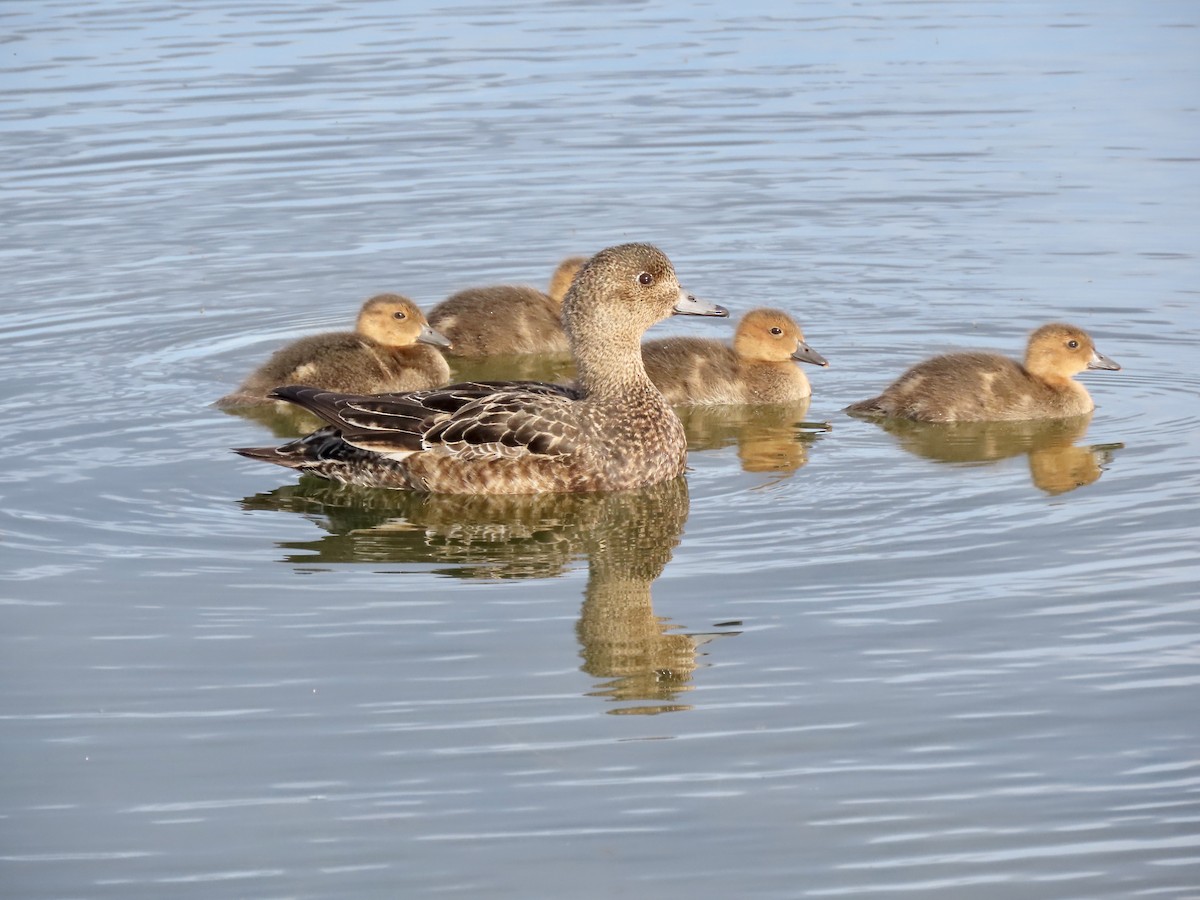 Eurasian Wigeon - ML587816591