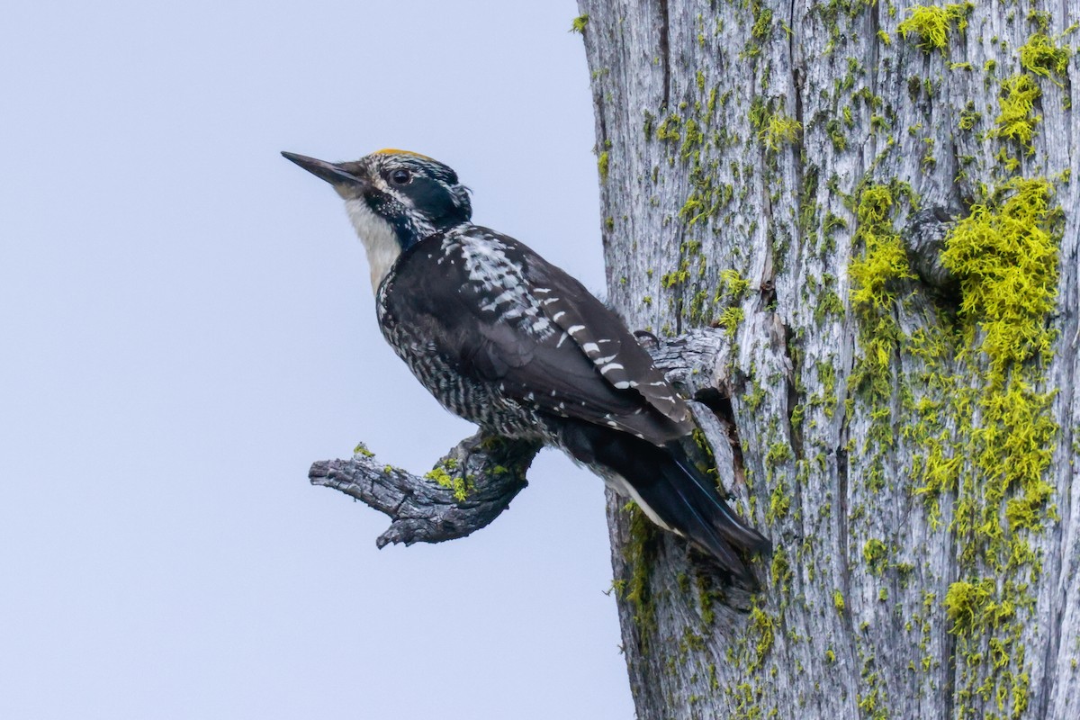American Three-toed Woodpecker (Northwest) - Joey McCracken