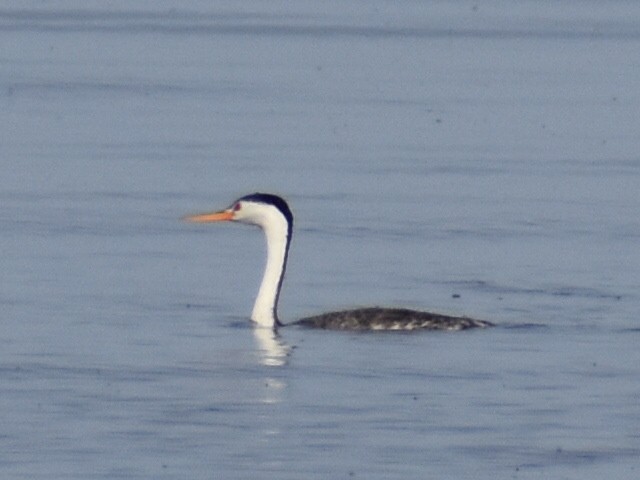 Clark's Grebe - ML587818231