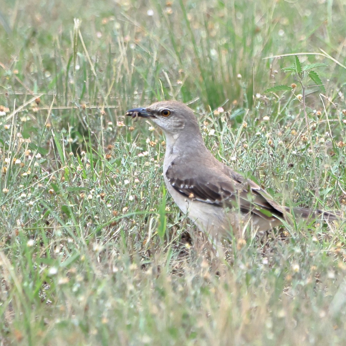 Northern Mockingbird - Michael Gilbert