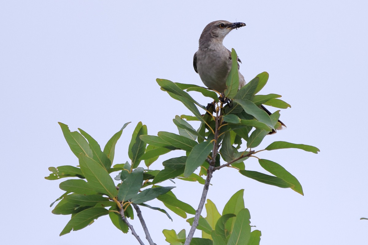 Northern Mockingbird - ML587818251