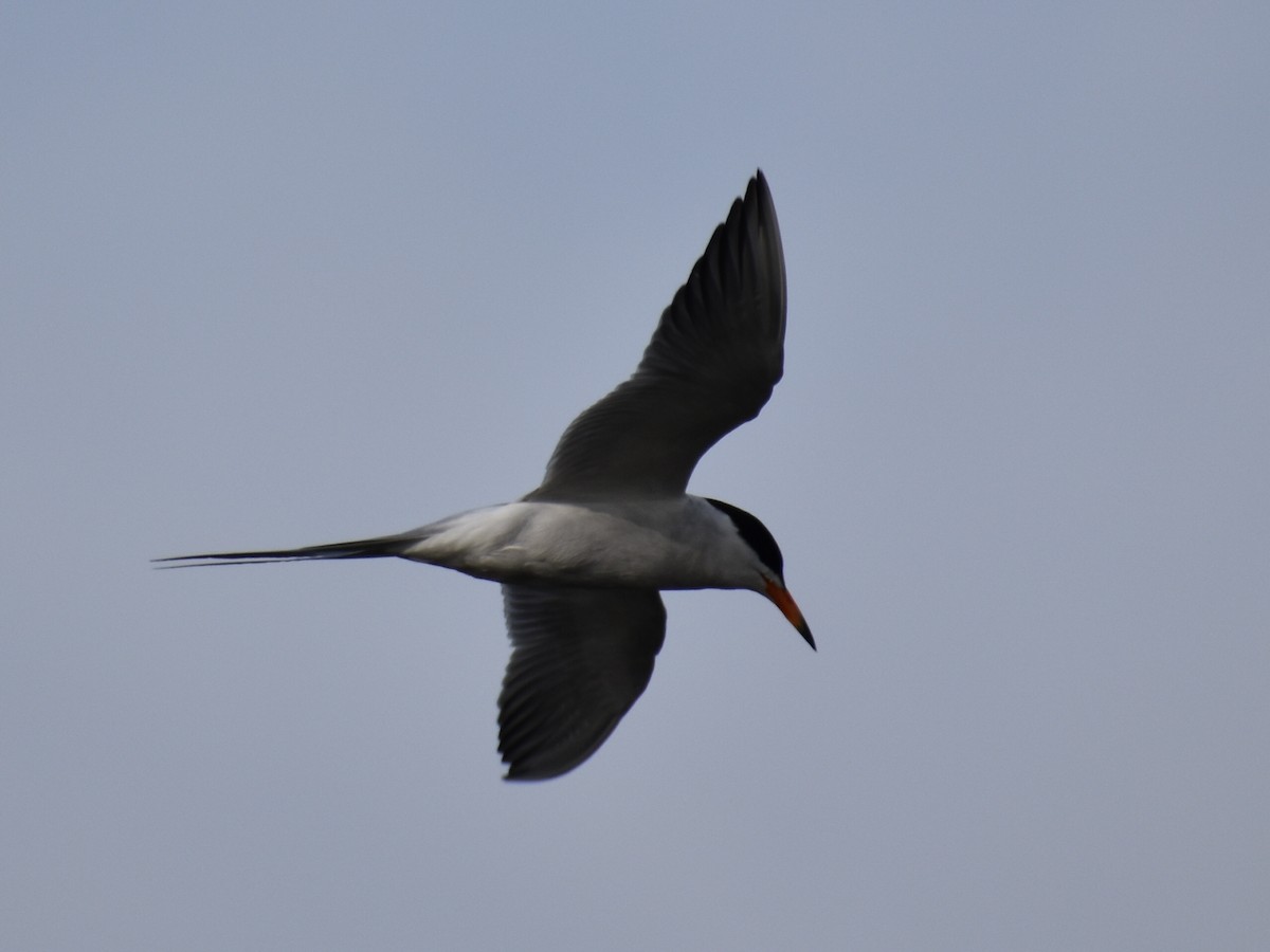 Forster's Tern - ML587818521