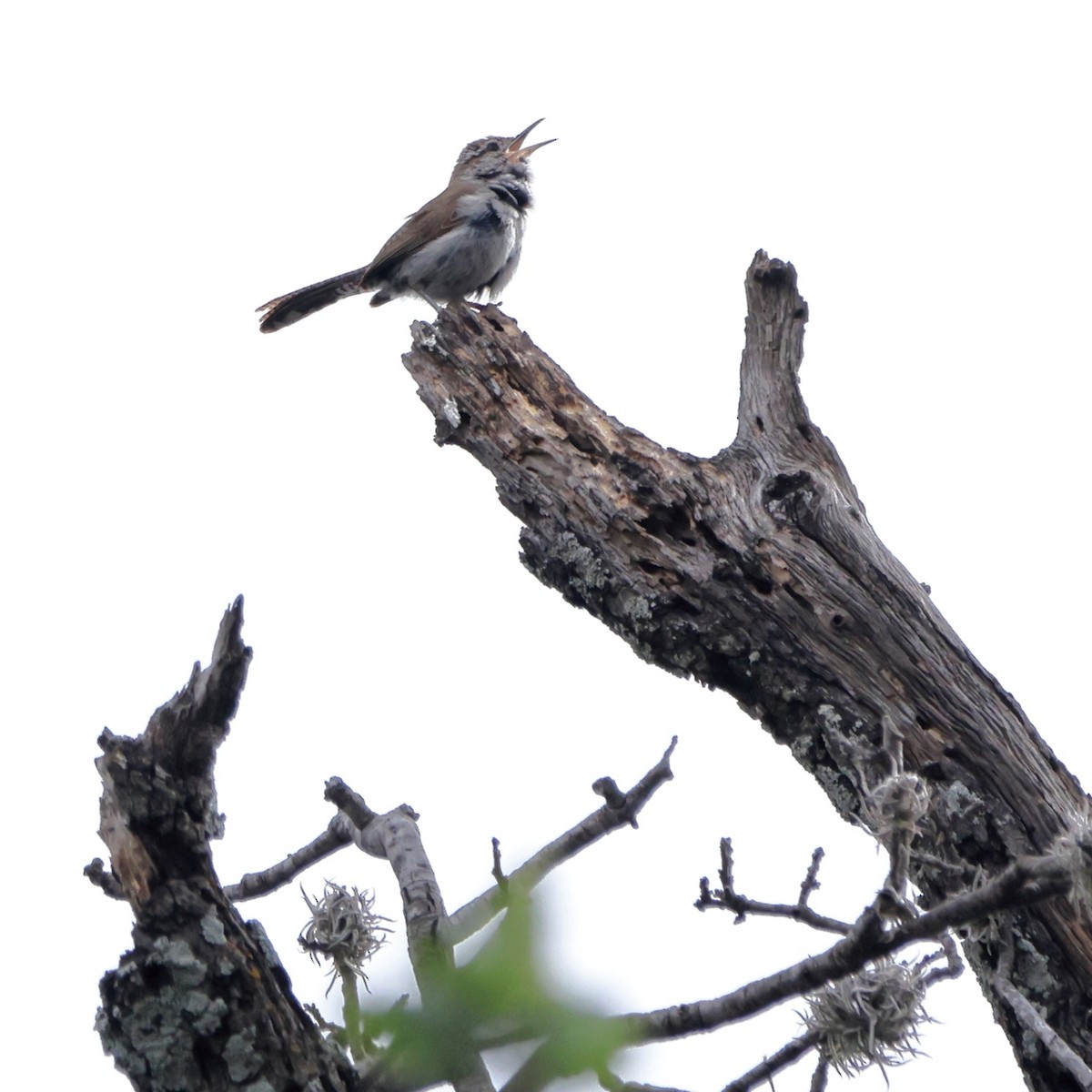 Bewick's Wren - ML587818901