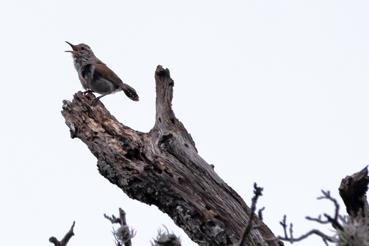 Bewick's Wren - Michael Gilbert