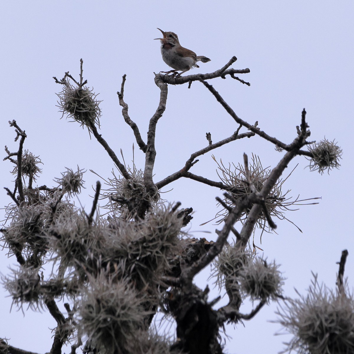 Bewick's Wren - ML587818921