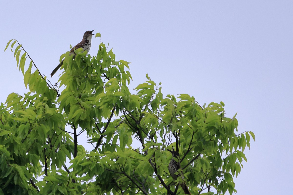 Long-billed Thrasher - ML587819231