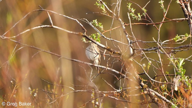 Gray-cheeked Thrush - ML587819781