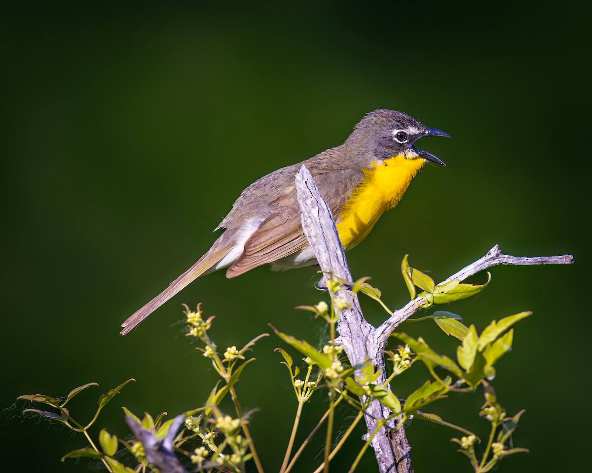 Yellow-breasted Chat - ML587819881