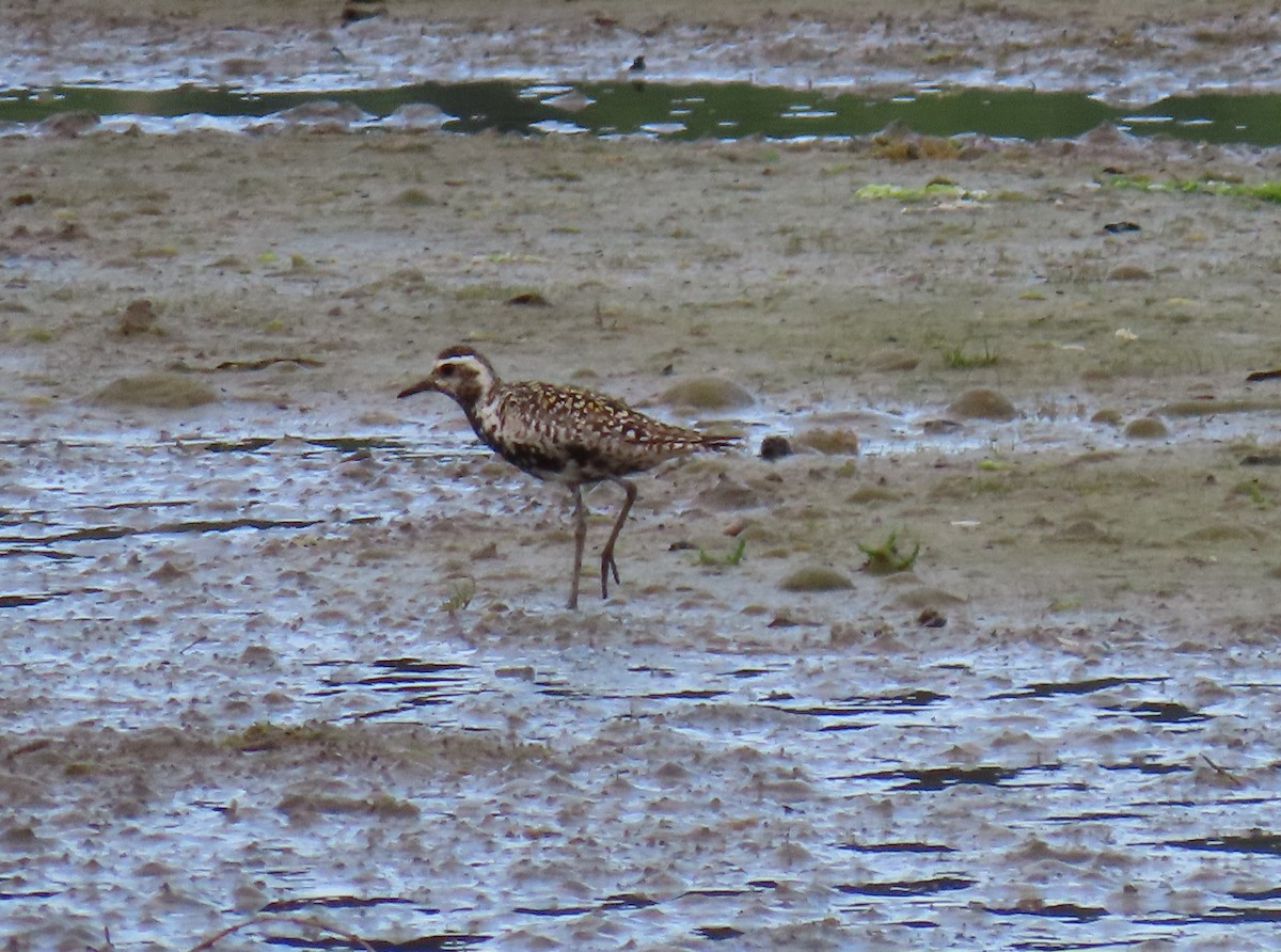 Pacific Golden-Plover - ML587820021