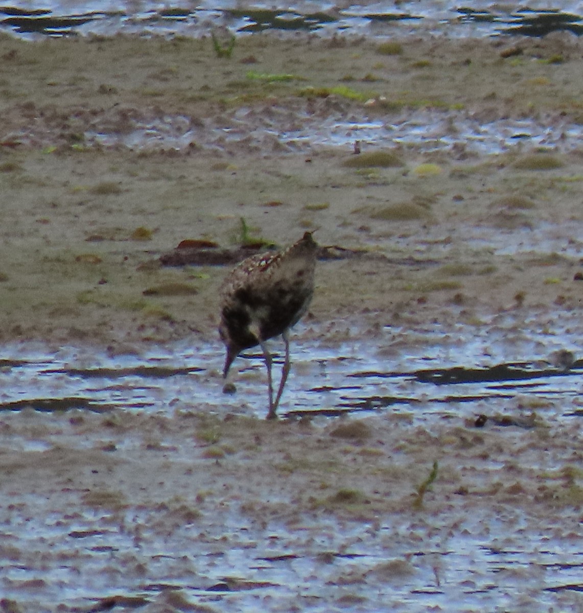 Pacific Golden-Plover - ML587820031