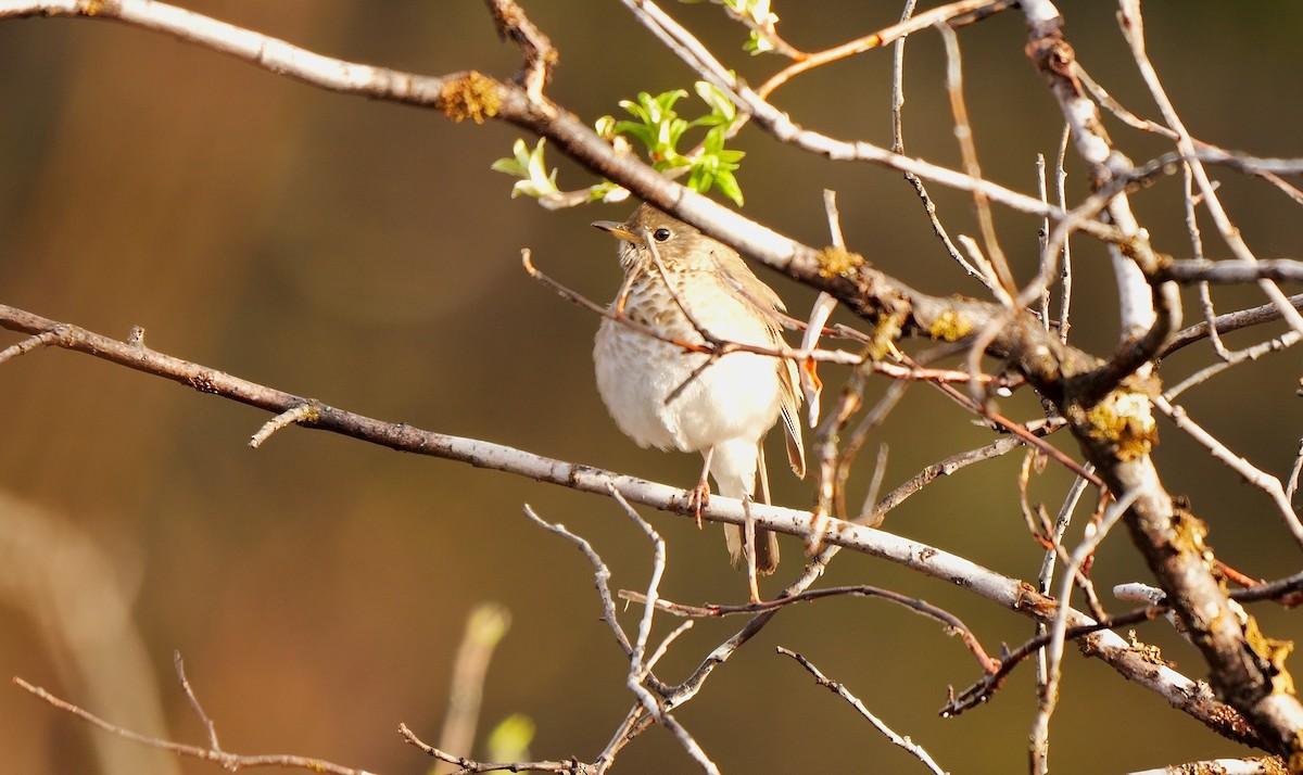 Gray-cheeked Thrush - ML587820401