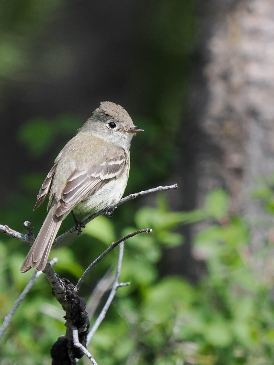 Dusky Flycatcher - Scott Tuthill