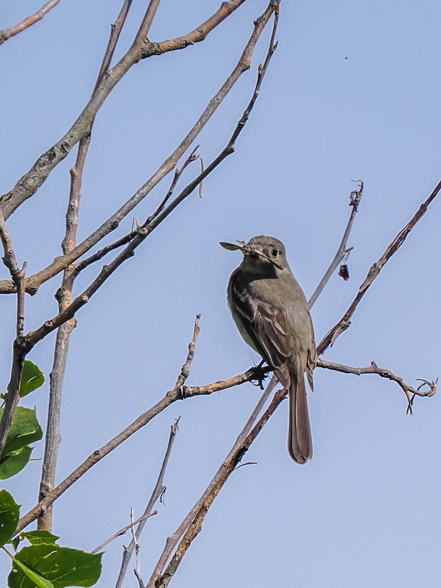 Dusky Flycatcher - Scott Tuthill