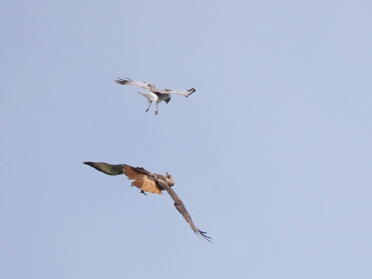 Red-tailed Hawk - ML587820681