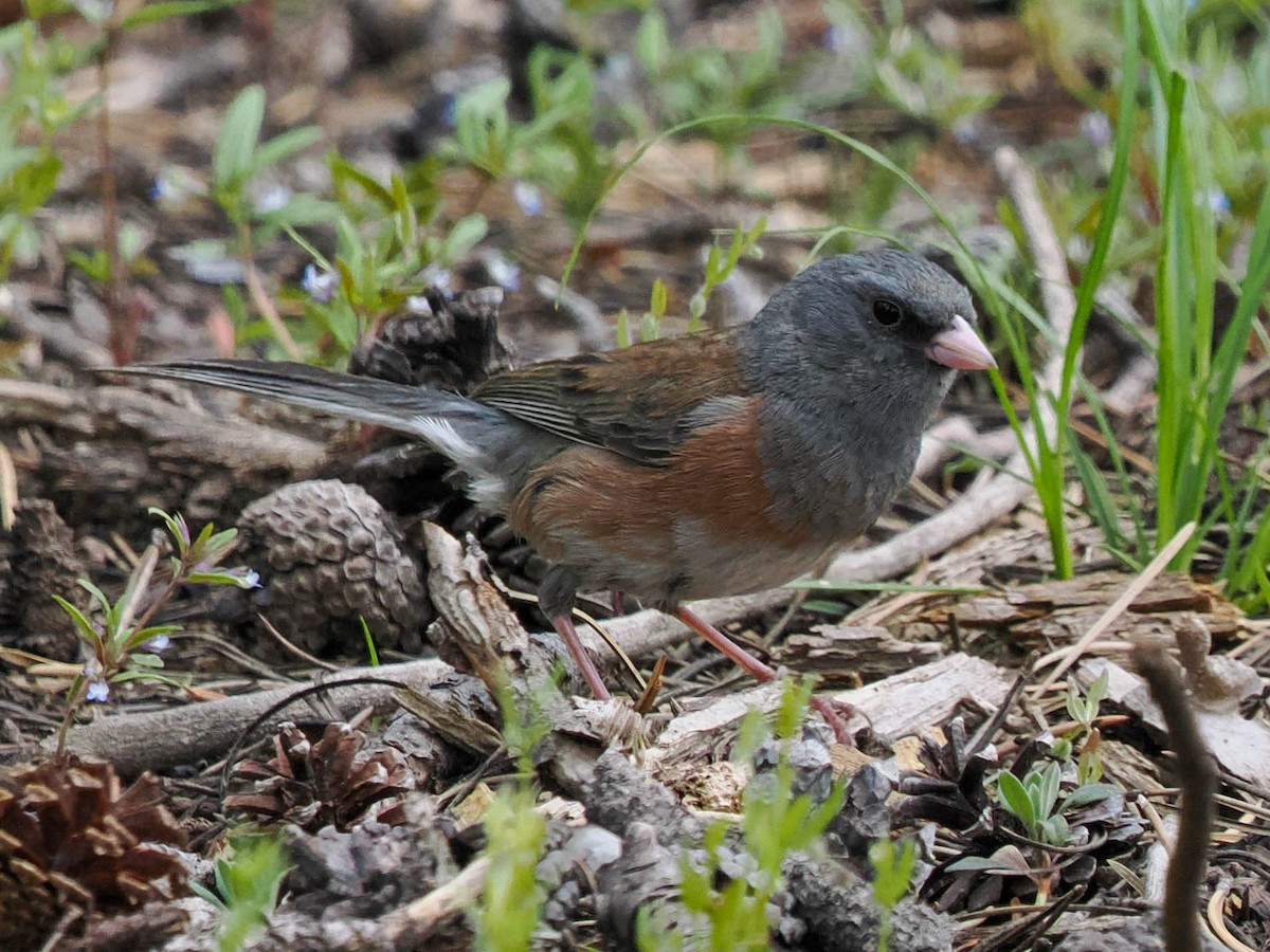 Dark-eyed Junco - ML587820701