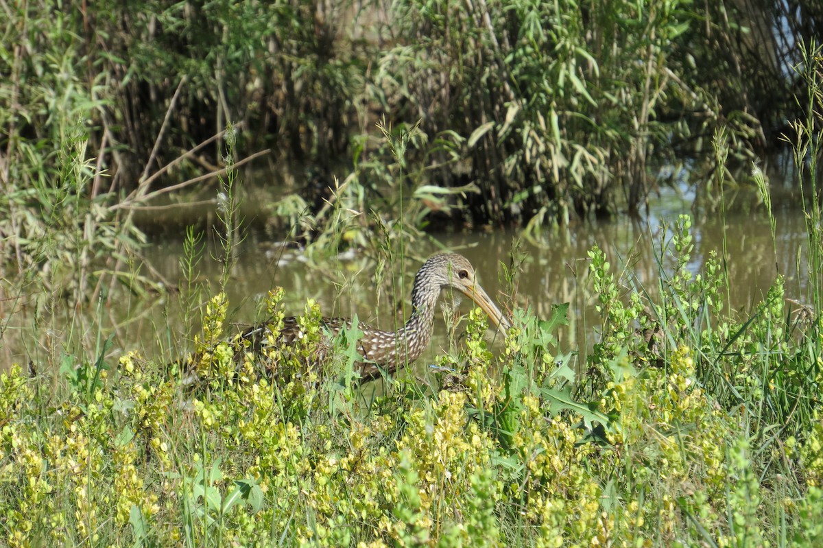 Limpkin - ML587820741