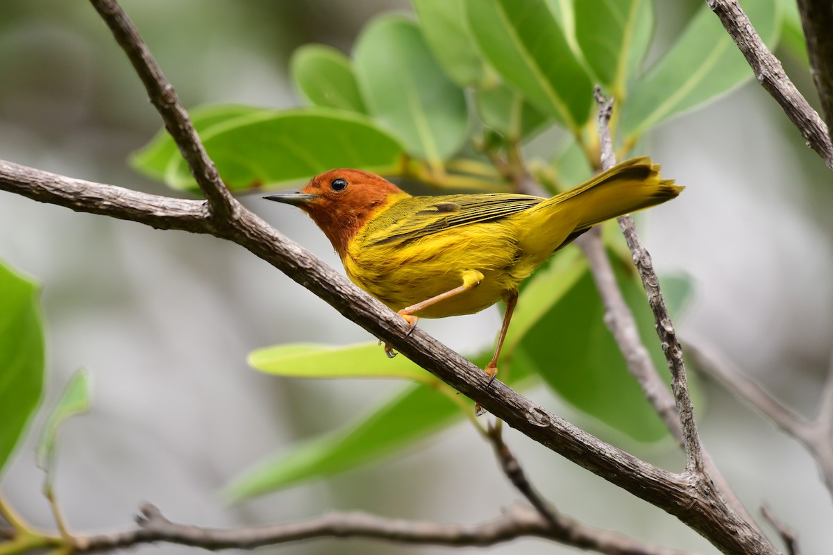 Mangrove Yellow Warbler - Larry Manfredi