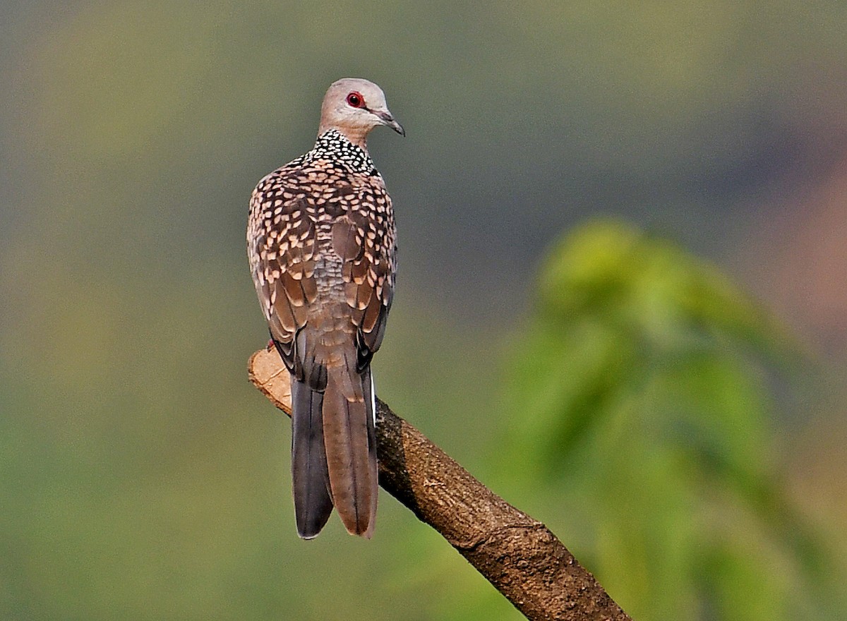 Spotted Dove - ML587821901