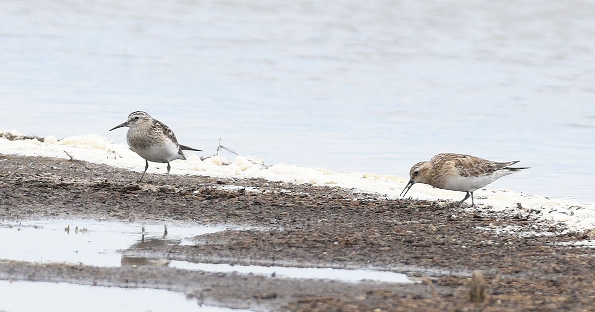 Baird's Sandpiper - ML587822031