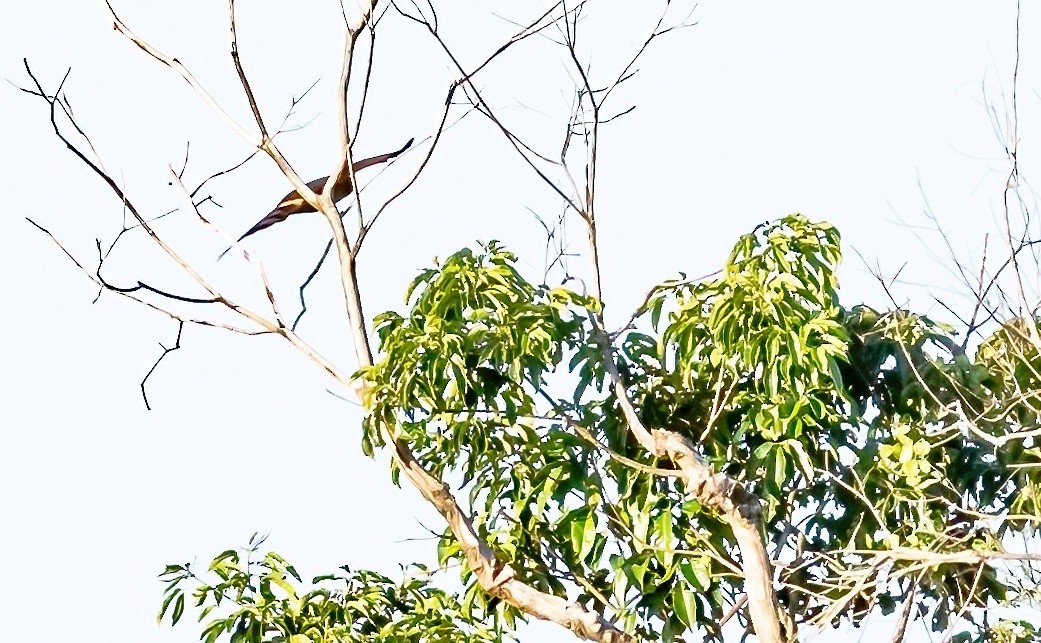 Roadside Hawk - Robert Bochenek