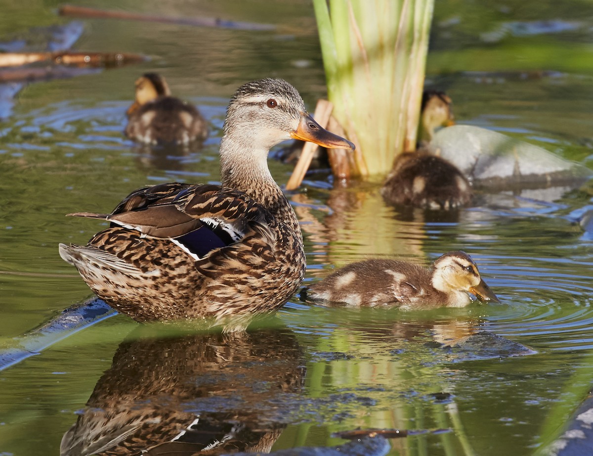 Canard colvert ou C. du Mexique - ML58782461