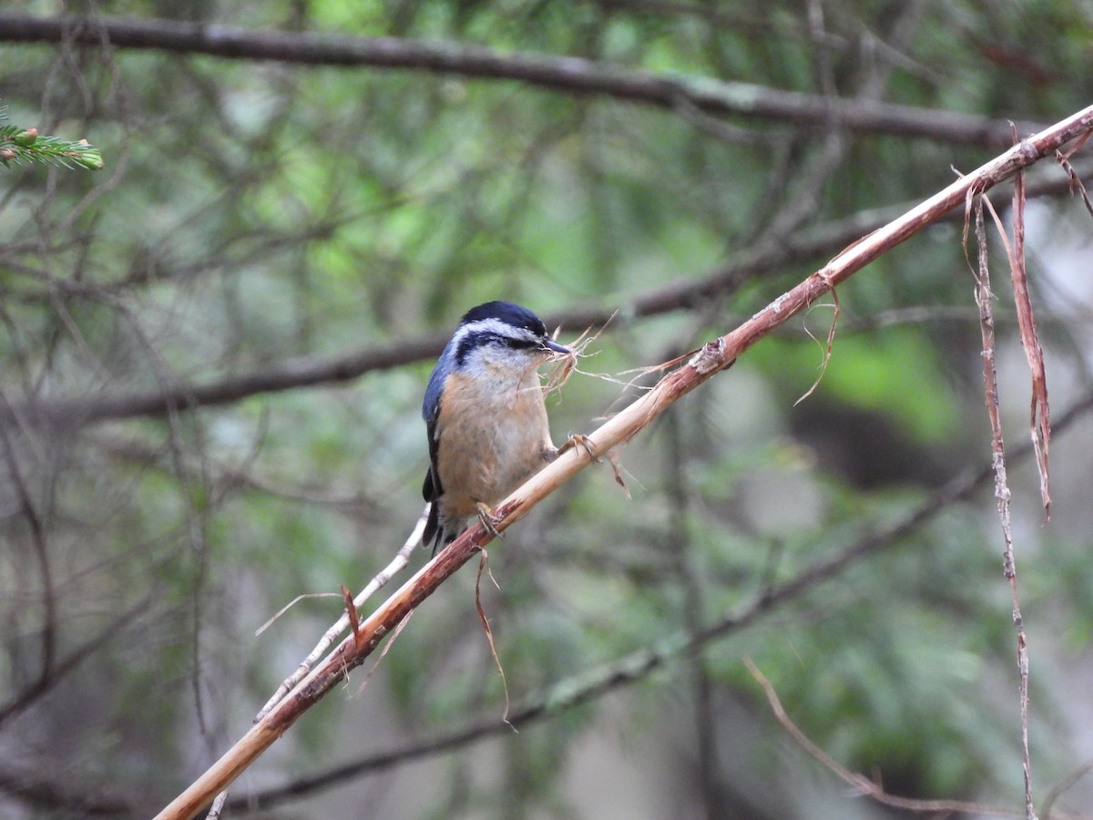 Red-breasted Nuthatch - ML587824711