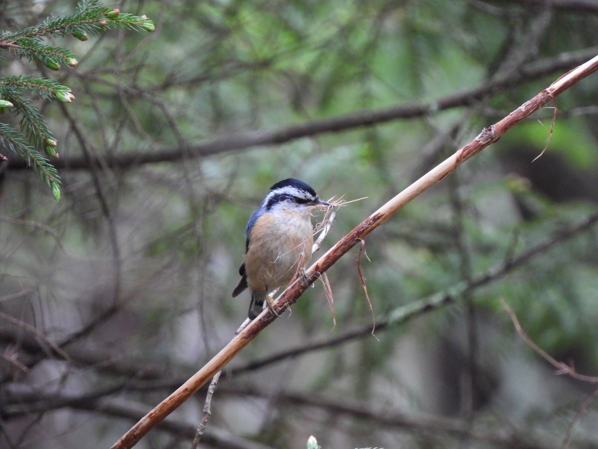 Red-breasted Nuthatch - ML587824721
