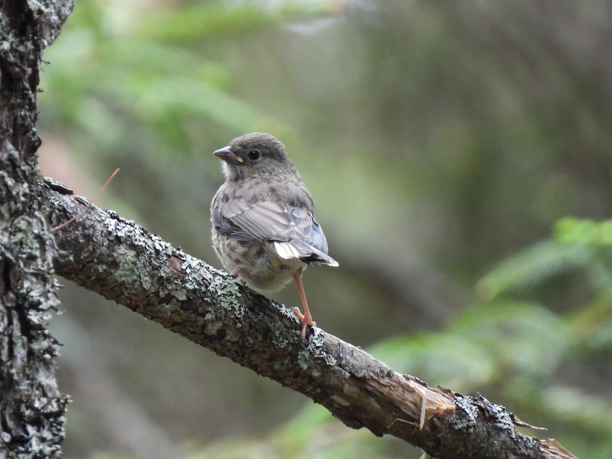 Dark-eyed Junco - ML587824821