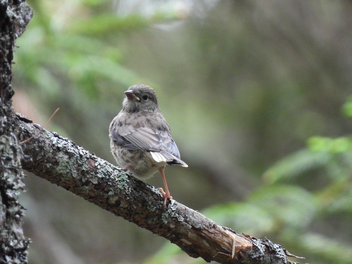 Dark-eyed Junco - ML587824831