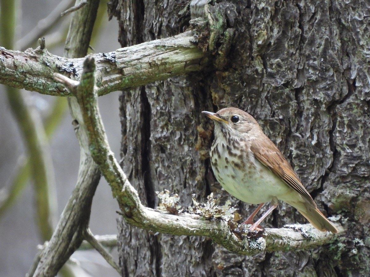 Hermit Thrush - ML587824871