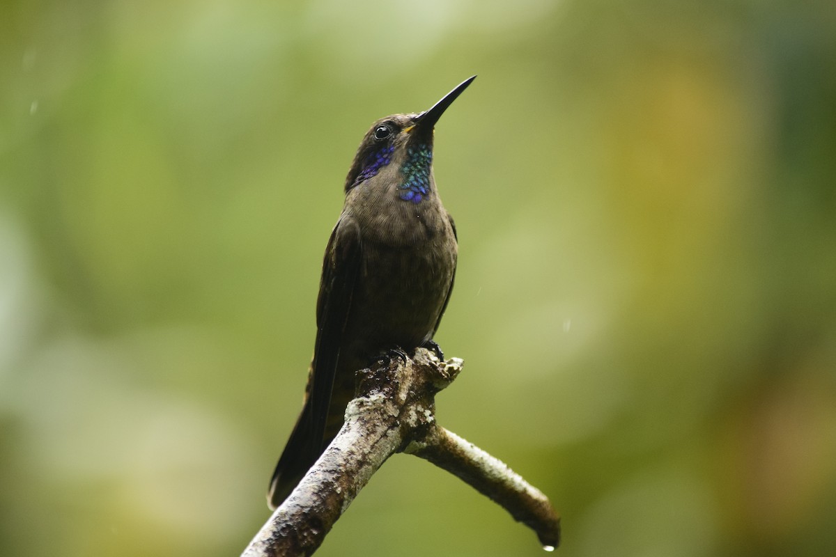 kolibřík fialovouchý - ML587825061
