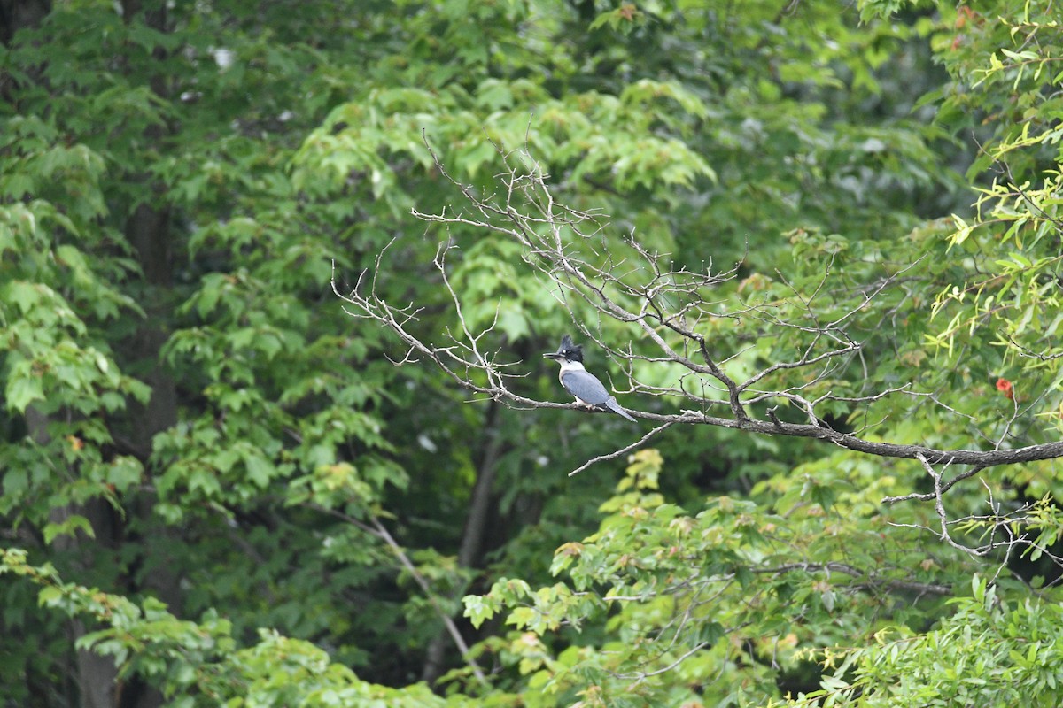 Belted Kingfisher - ML587825481