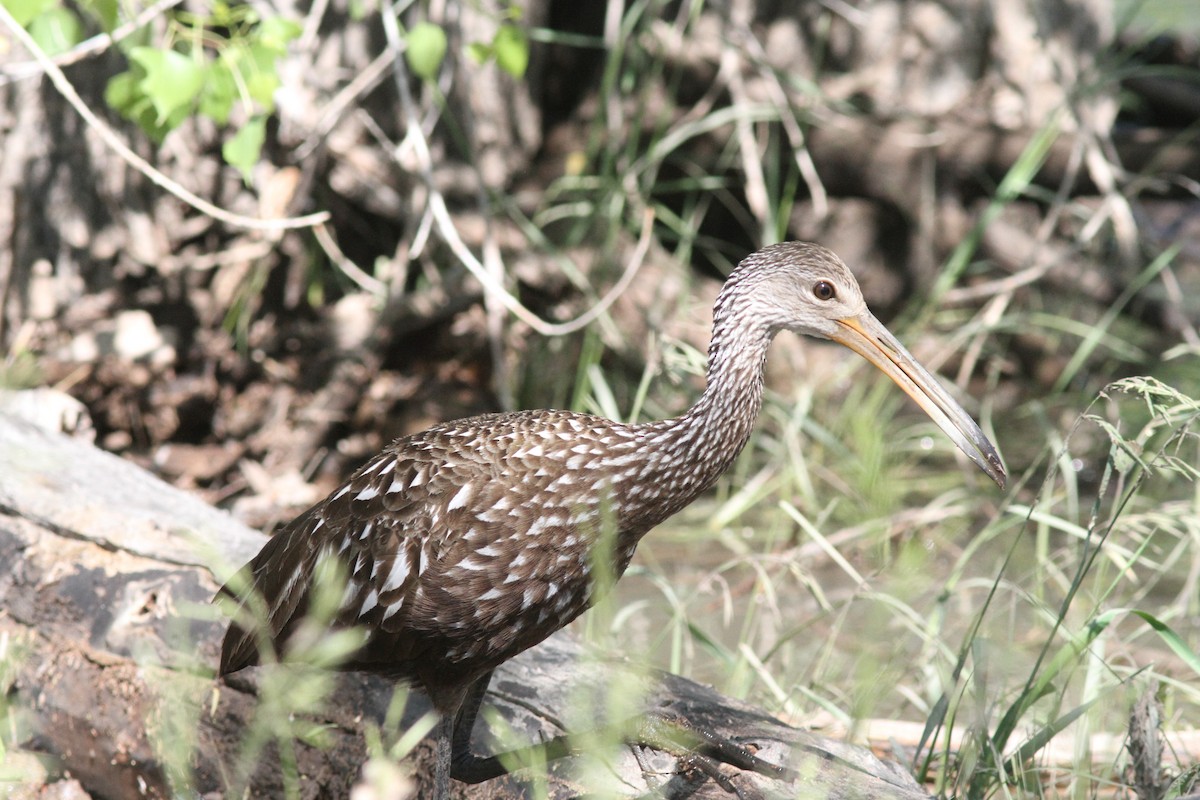 Limpkin - ML587826691